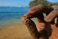 a hand holding a little brown beach ghost crab Royalty Free Stock Photo