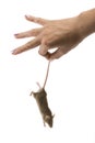 Hand holding little gray mouse.