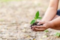 Hand holding little tree in soil. agriculture and save the world concept Royalty Free Stock Photo