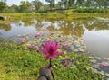 Hand holding a lotus flower tea plantation background at Sreemangal tea garden, Bangladesh, Space for text. Close-up photo. Royalty Free Stock Photo