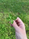 Hand holding lucky four-leaf clover. Green grass background Royalty Free Stock Photo