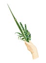 Hand holding Lulav watercolor illustration for Jewish Sukkot holiday. Man's hand with traditional plants