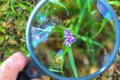 Hand Holding Magnifying Glass Over Purple Flower