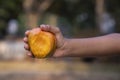 Hand-holding mango bite on blurred background, Selective focus with shallow depth of field