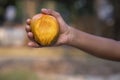 Hand-holding mango bite on blurred background, Selective focus with shallow depth of field