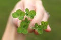 Hand Holding Many Lucky Four Leaf Clovers