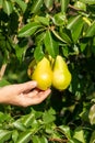 Hand holding many ripe pears hanging on a branch in a sunny garden. Royalty Free Stock Photo