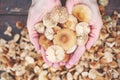 hand holding marasmius mushrooms & x28; Marasmius oreades& x29; - wild mushrooms season Royalty Free Stock Photo