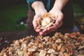 hand holding marasmius mushrooms & x28; Marasmius oreades& x29; - wild mushrooms season Royalty Free Stock Photo