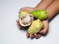 Hand holding mengkudu or noni fruits on white background Royalty Free Stock Photo