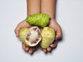 Hand holding mengkudu or noni fruits on white background Royalty Free Stock Photo