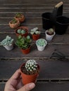 Cactus transplantation in a new pot with soil, pumice stone, drainage, shovel rake, pot on wooden floor. Royalty Free Stock Photo