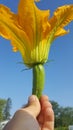 A hand holding a mini zucchini with large flower