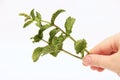 Mint in the hand. Herbs for food and medicine Royalty Free Stock Photo