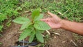 Hand holding Mitragyna speciosa leaves of the kratom plant a healthy medicinal plant for aches and pains planted in the