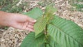 Hand holding Mitragyna speciosa leaves of the kratom plant a healthy medicinal plant for aches and pains planted in the