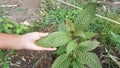 Hand holding Mitragyna speciosa leaves of the kratom plant a healthy medicinal plant for aches and pains planted in the