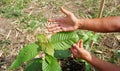 Hand holding Mitragyna speciosa leaves of the kratom plant a healthy medicinal plant for aches and pains planted in the