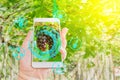 Hand holding mobile phone inspecting grapes in agriculture garden with concept Modern technologies Royalty Free Stock Photo