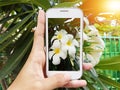 Hand holding mobile phone to take a photo of a white plumeria flower.