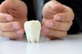 Hand holding molar Royalty Free Stock Photo