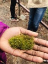 Moss from Red river gorge Kentucky Royalty Free Stock Photo