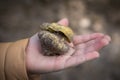 Hand holding mushroom called Tricholoma equestre