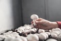 Hand holding mushrooms champignons in farm Royalty Free Stock Photo