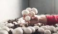 Hand holding mushrooms champignons in farm Royalty Free Stock Photo