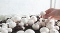 Hand holding mushrooms champignons in farm Royalty Free Stock Photo