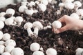 Hand holding mushrooms champignons in farm Royalty Free Stock Photo