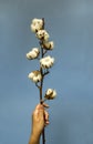 Hand Is Holding Natural Cotton Branch with seven cotton boll on vertical image