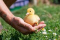 Hand holding newborn baby Muscovy duckling Royalty Free Stock Photo