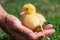 Hand holding newborn baby Muscovy duckling Royalty Free Stock Photo