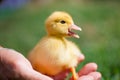 Hand holding newborn baby Muscovy duckling Royalty Free Stock Photo