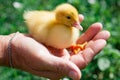 Hand holding newborn baby Muscovy duckling Royalty Free Stock Photo