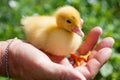 Hand holding newborn baby Muscovy duckling Royalty Free Stock Photo