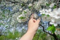 The voice of spring against the background of flowering fruit trees, reviving after a winter sleep