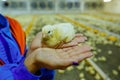 Hand holding newly chick. Woman& x27;s hand holding a yellow chick Royalty Free Stock Photo