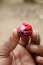 Hand holding nutmeg Royalty Free Stock Photo