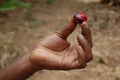 Hand holding nutmeg Royalty Free Stock Photo