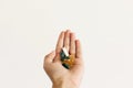 Hand holding omega 3, spirulina, chlorophyll,magnesium  capsules on white wall background. Morning dose vitamin pills. Dietary Royalty Free Stock Photo