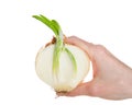 Hand holding onion gone to seed sprouting, isolated on white