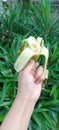 A hand holding an opened Banana with Green background