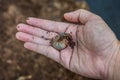 hand holding a orange beetle larvae. Royalty Free Stock Photo