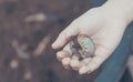 hand holding a orange beetle larvae. Royalty Free Stock Photo