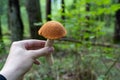 Hand holding orange birch bolete (Leccinum versipelle) mushroom. Forest background Royalty Free Stock Photo