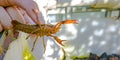 Hand holding an orange crawdad over growbed