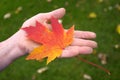 Hand Holding Orange Maple Leaf Royalty Free Stock Photo