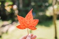 A hand holding an orange maple leaf during autumn Royalty Free Stock Photo